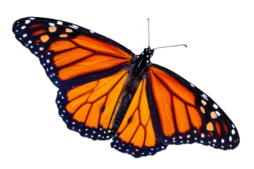 Gertraud degenhart wingwave coaching schmetterling